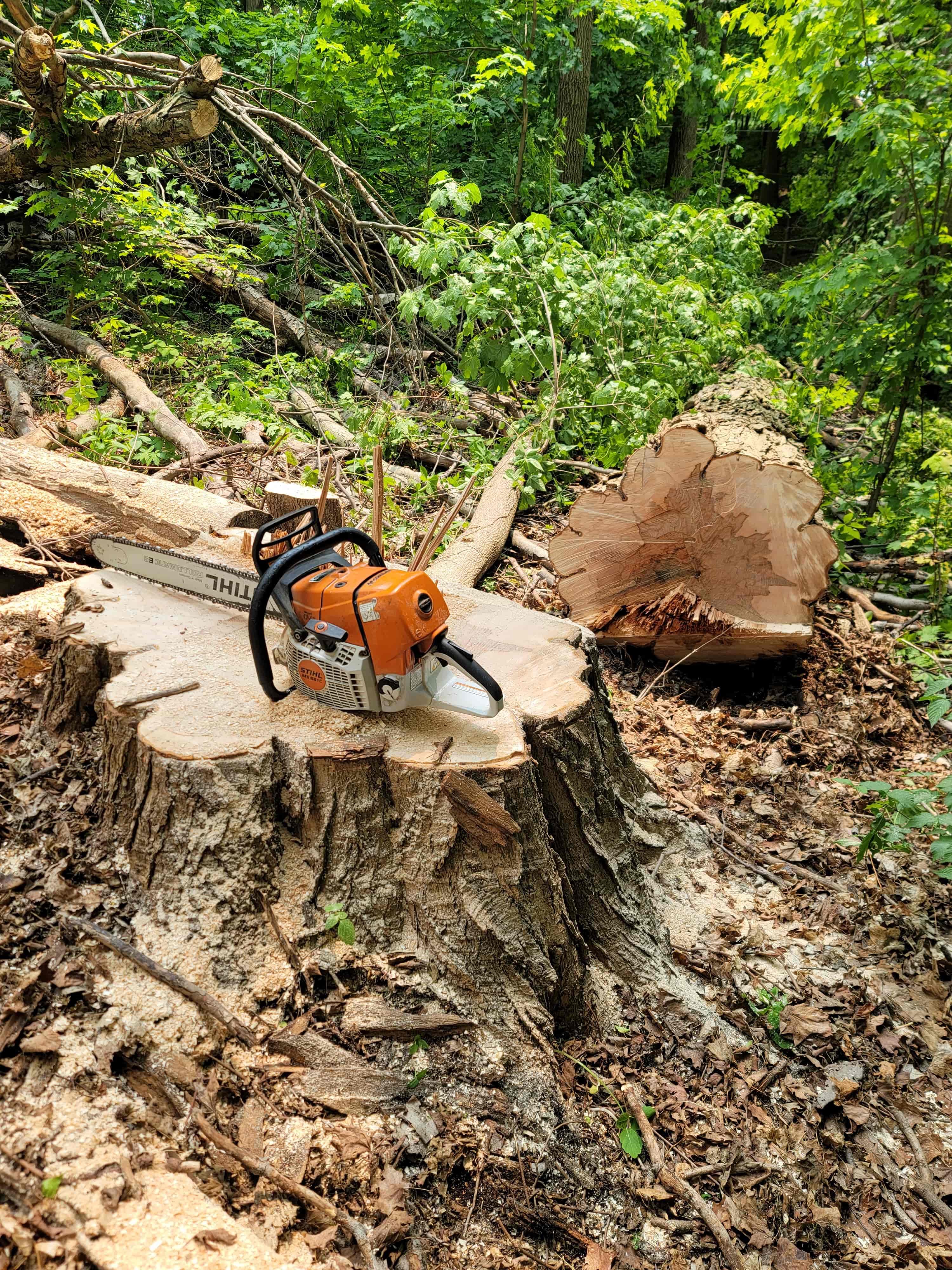 Fresh cut stump after large tree removal in wooded lot