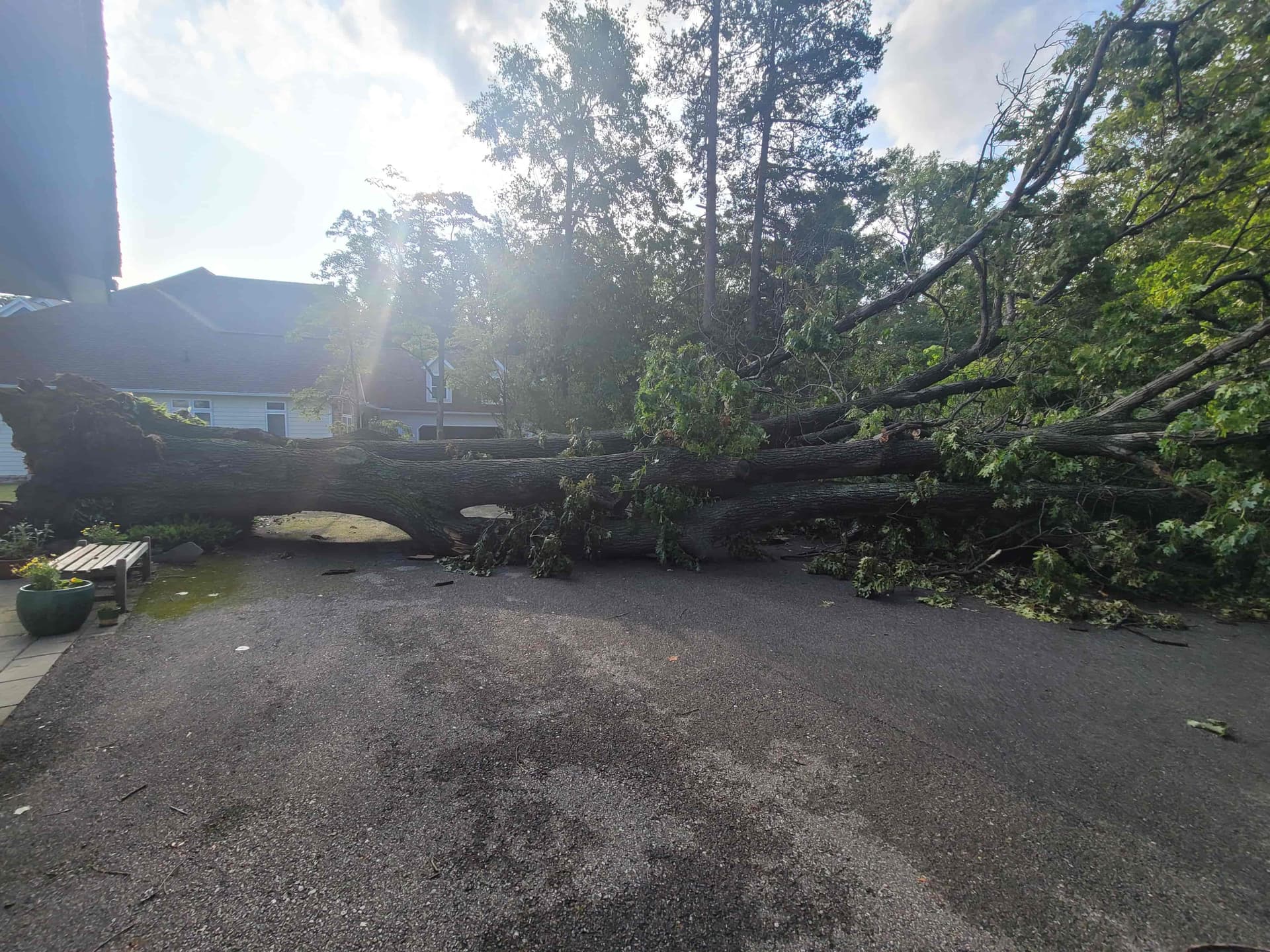 Massive storm-downed tree blocking residential driveway