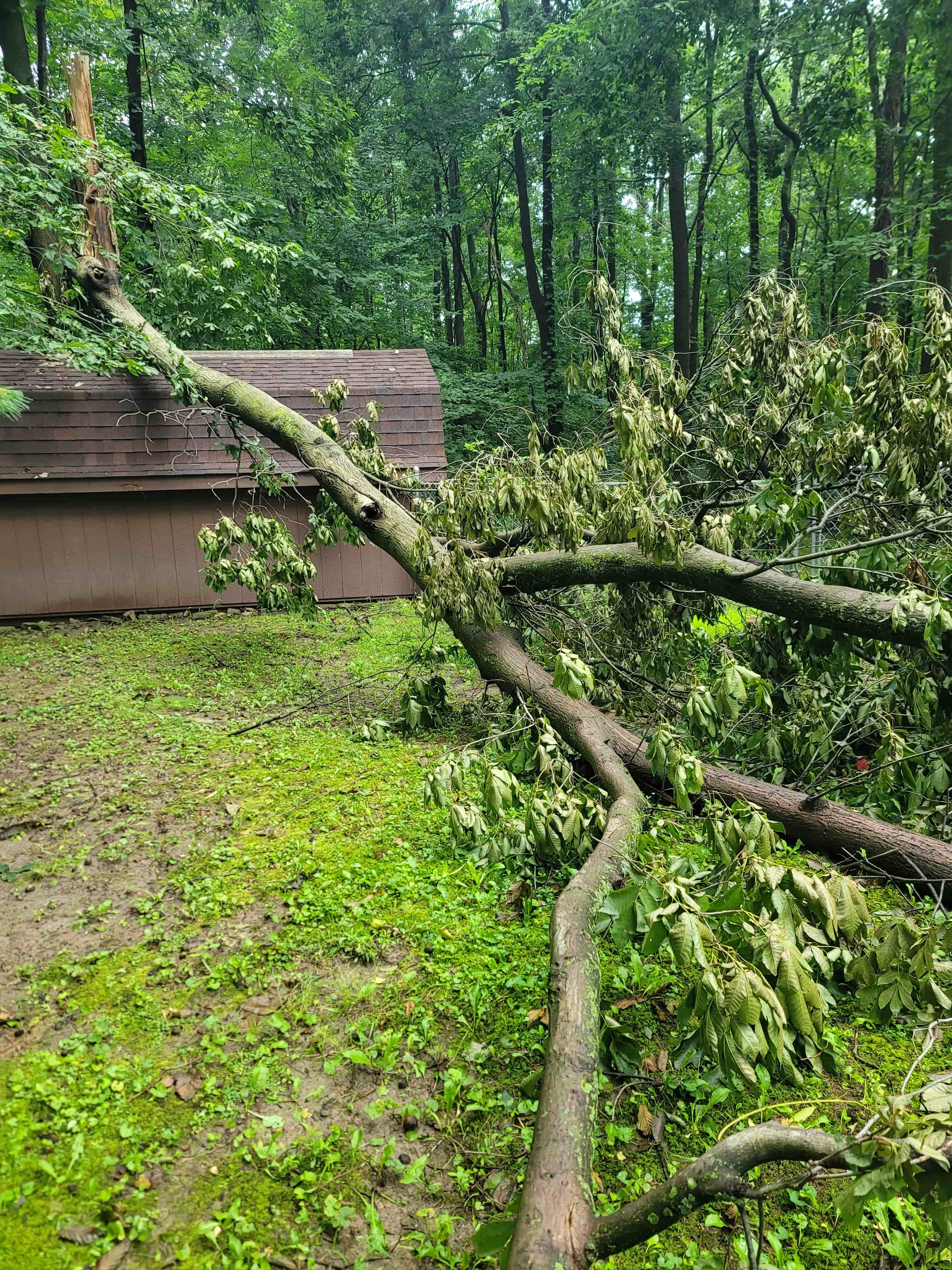 Storm damage cleanup — fallen tree on garage structure