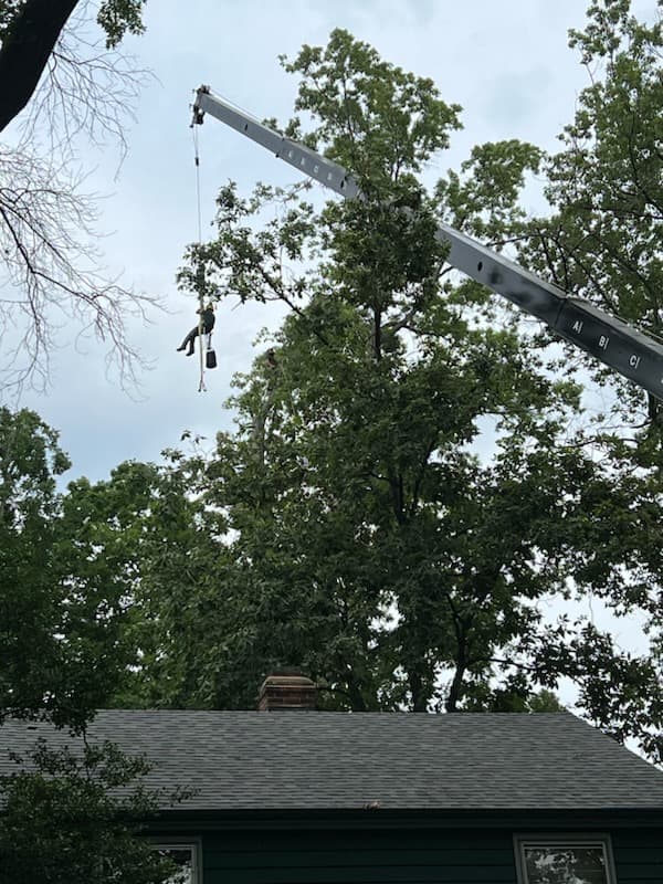 Crane-assisted tree removal — arborist lifted into position