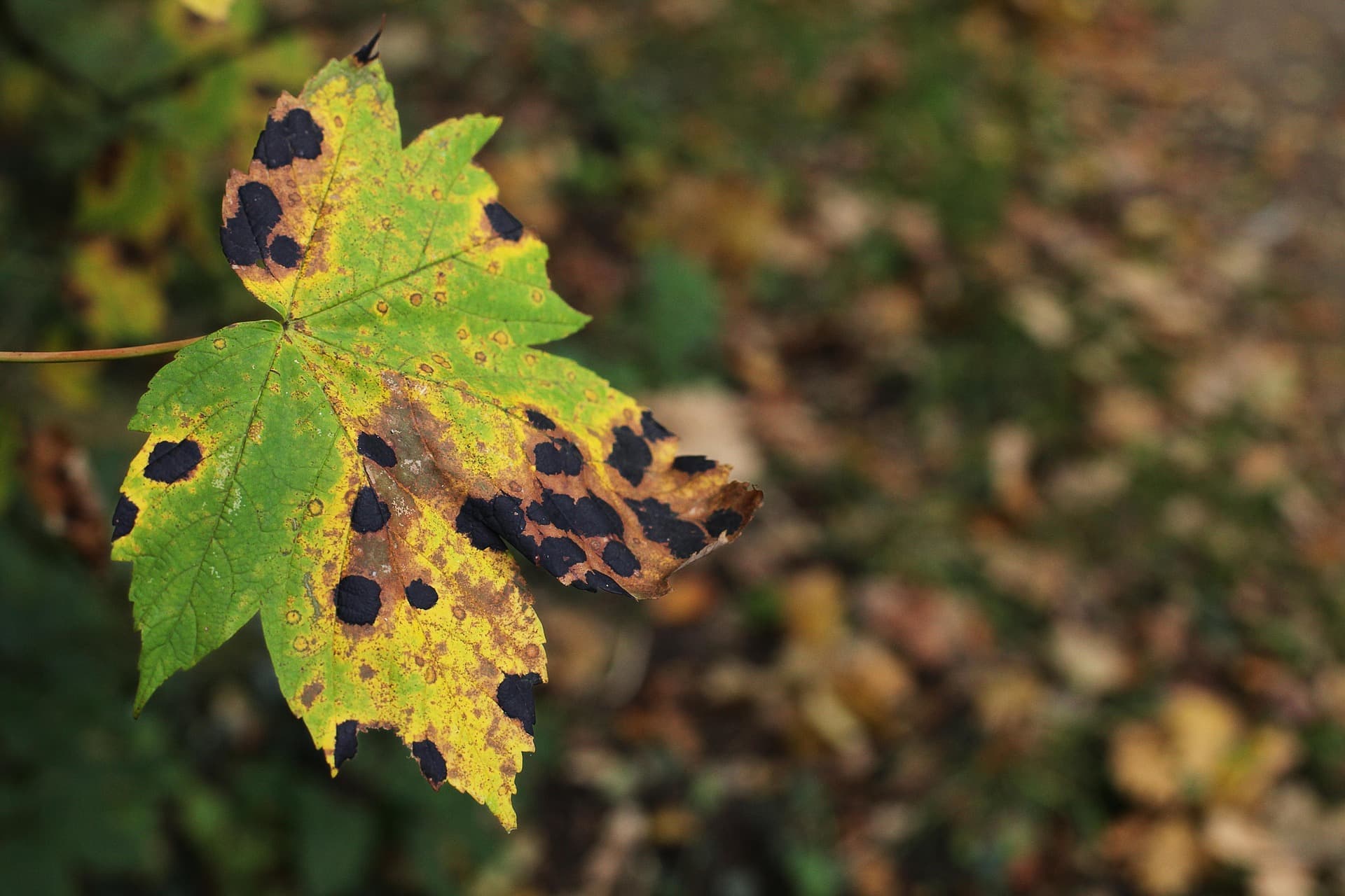 ISA-certified arborist closely inspecting tree bark and foliage for signs of disease or pest damage
