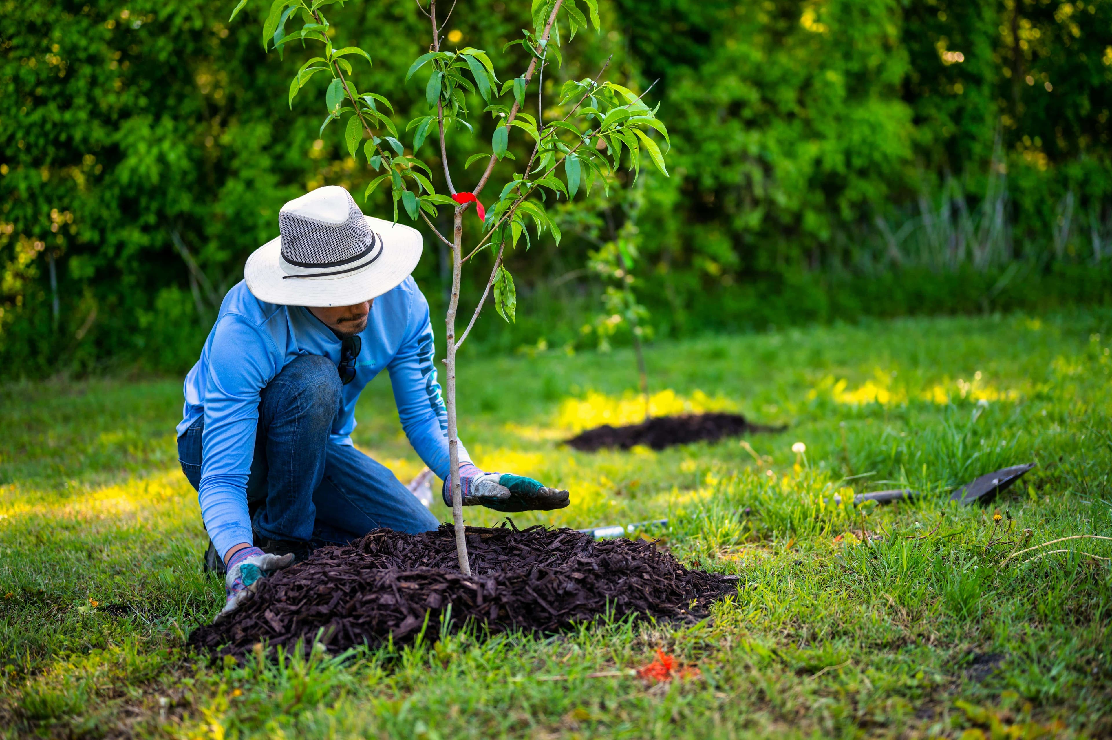 Arborist carefully planting a young balled-and-burlapped tree in a residential backyard in Ohio