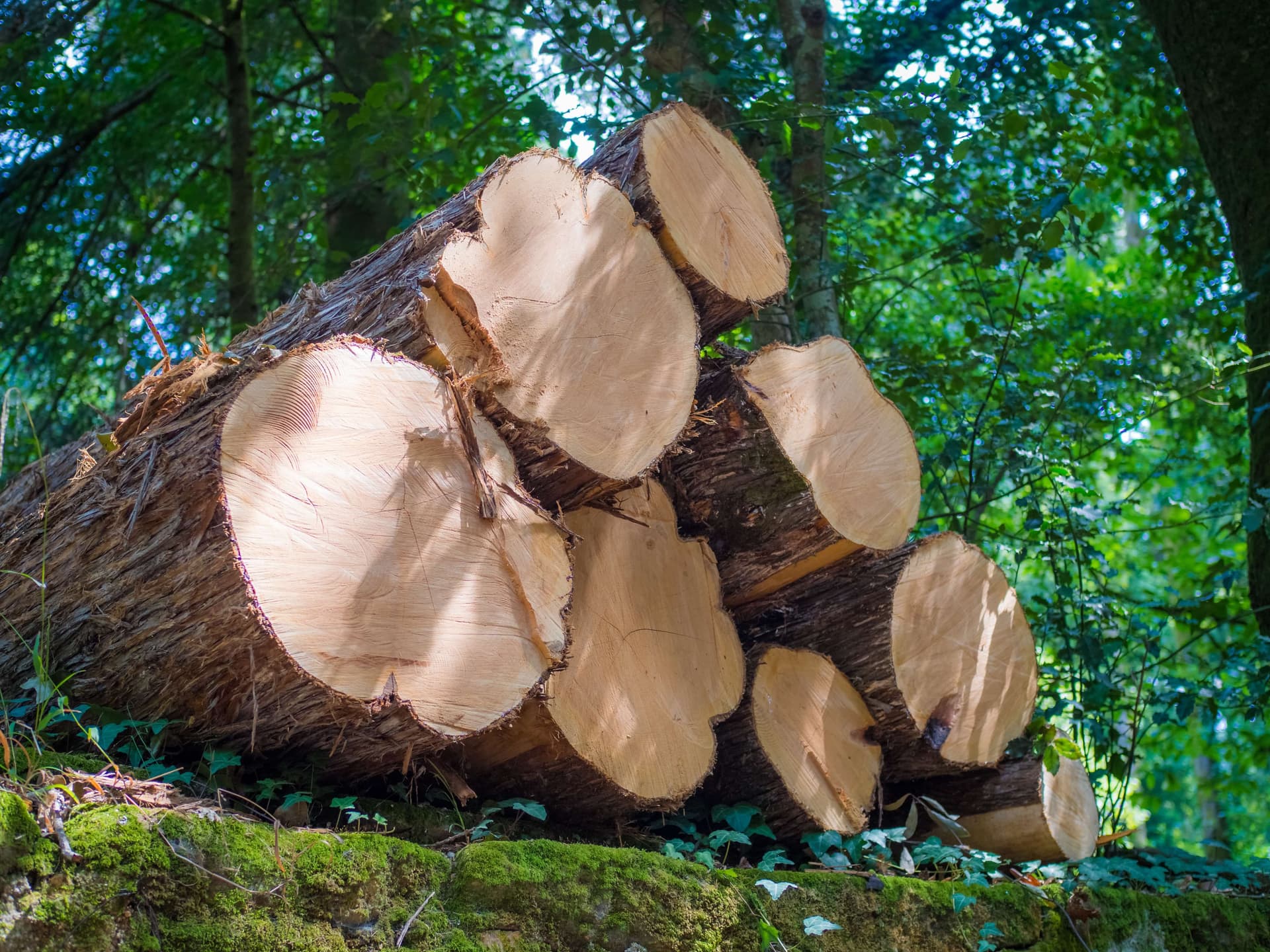 ISA-certified arborist performing tree removal