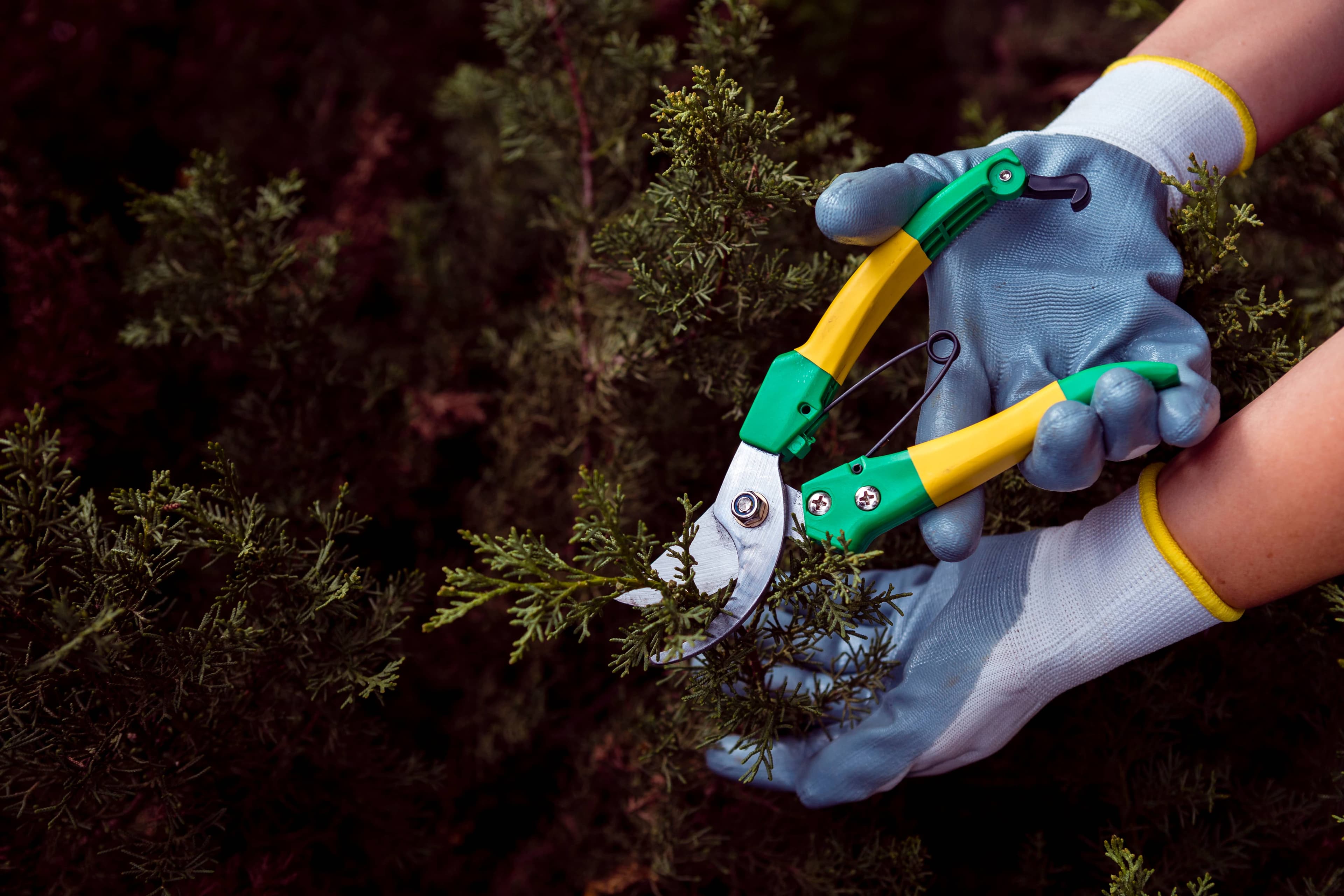Arborist in a bucket truck carefully trimming the canopy of a mature tree beside a residential home