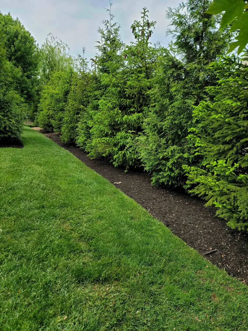 Evergreen hedge row planting with fresh mulch bed
