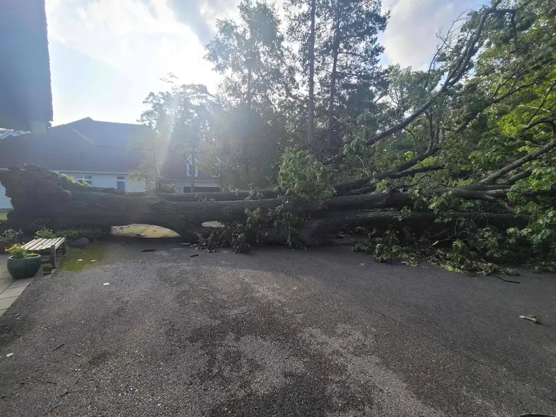Massive storm-downed tree blocking residential driveway