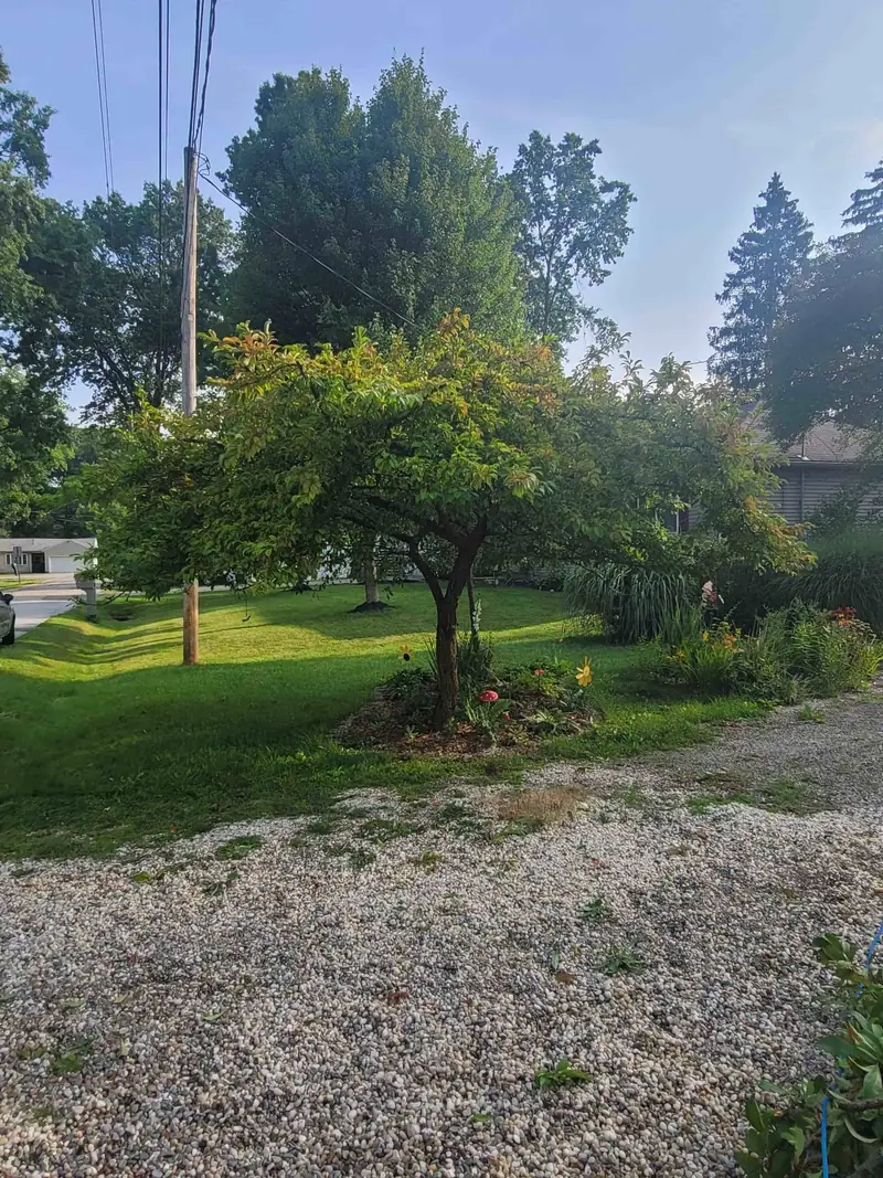 Ornamental tree assessment in residential yard, Kent Ohio
