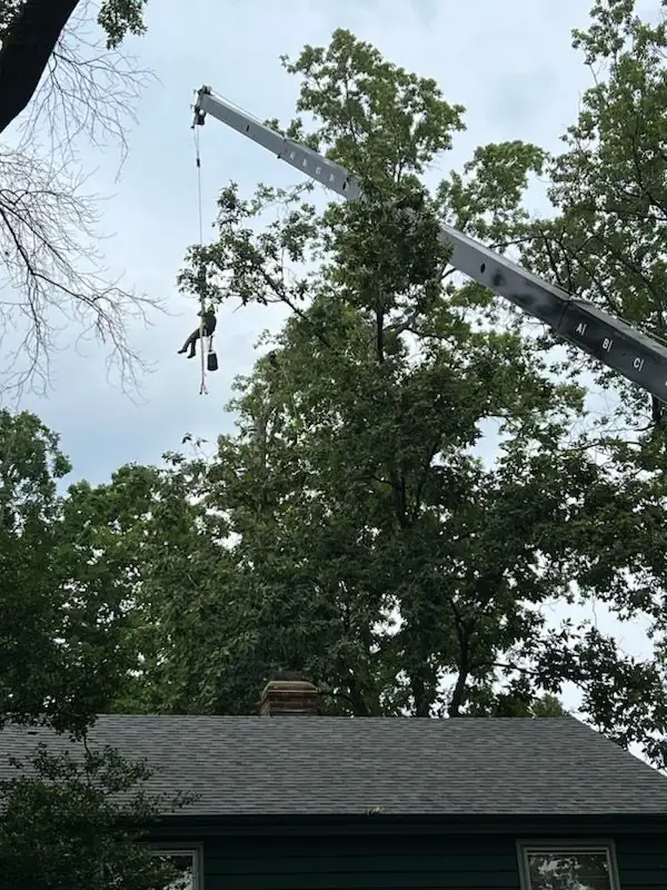 Crane-assisted tree removal — arborist lifted into position