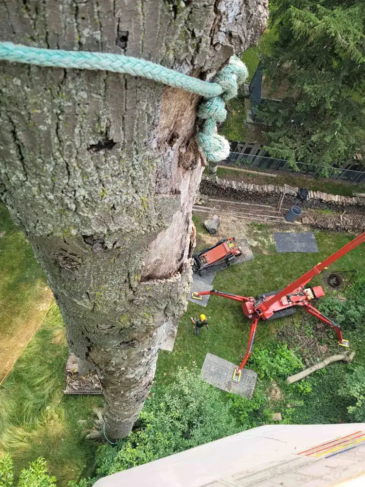 The view down a trunk from the climbing line, with rigging gear on the lawn below
