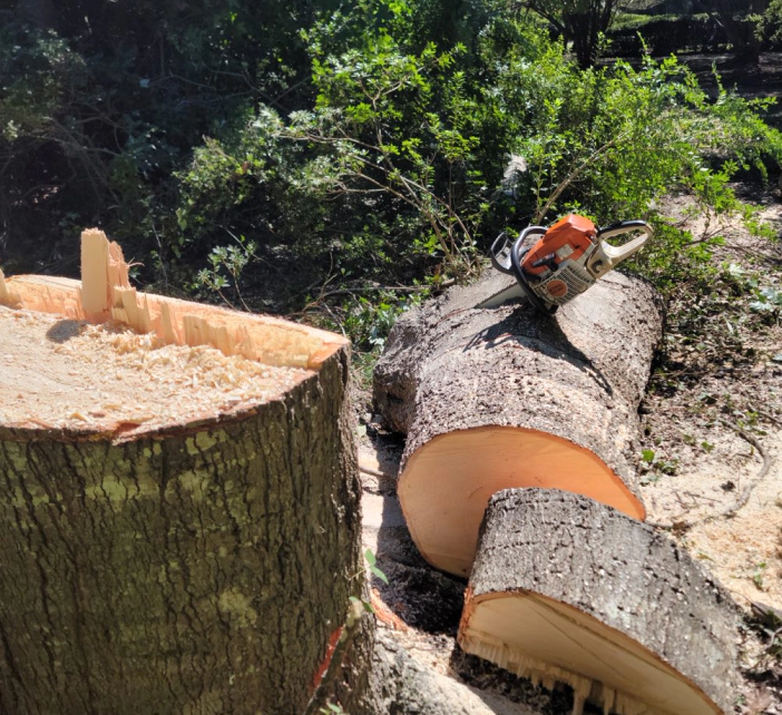 chainsaw on a tree trunk