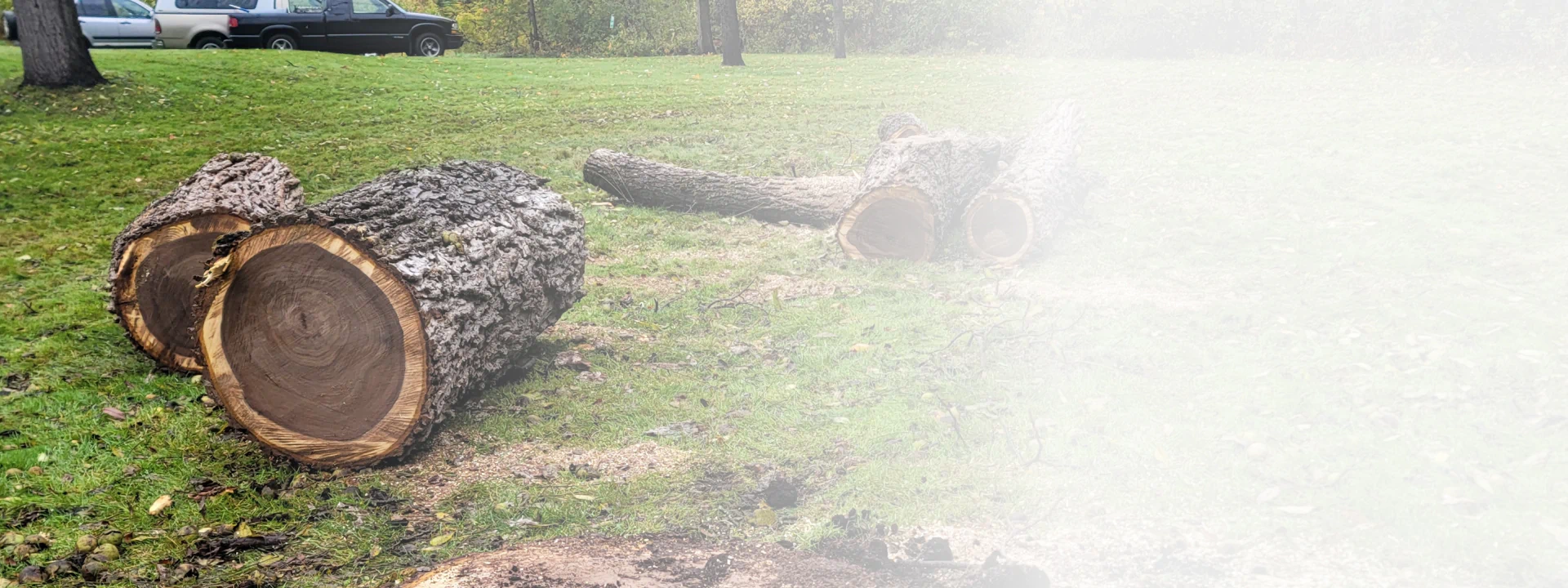 logs on a lawn